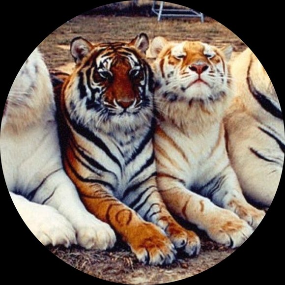 Meet your Posher, Tiger - Picture 1 of 1